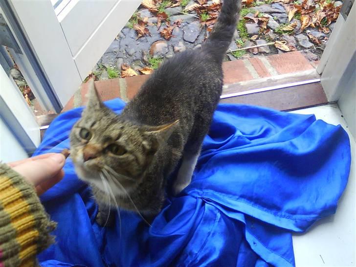 Blanding af racer Missemor R.I.P billede 8