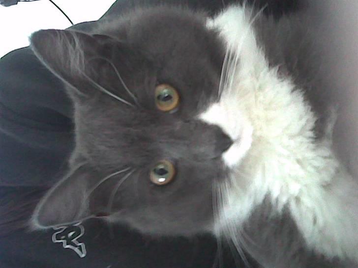 Huskat Trolderik billede 1