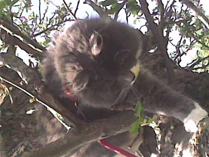 Huskat Trolderik billede 2