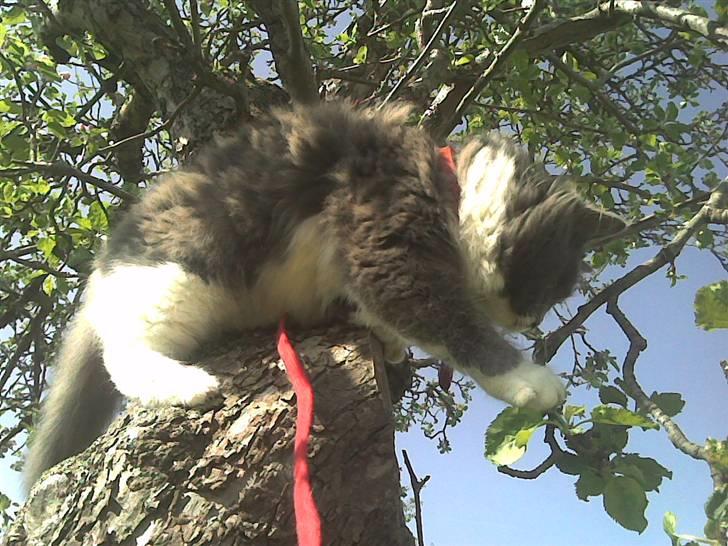 Huskat Trolderik billede 3