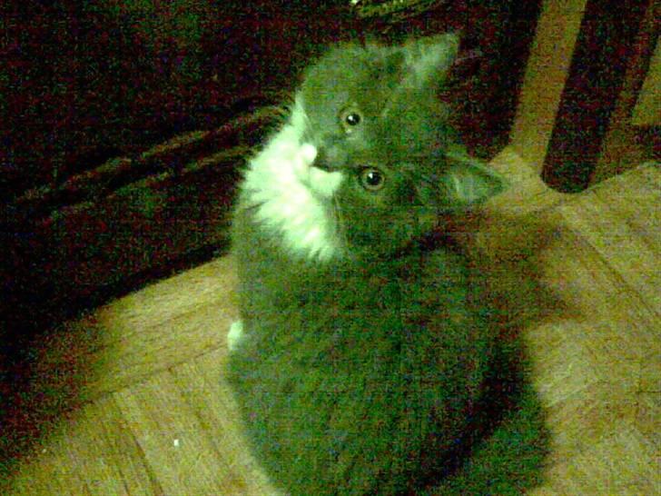 Huskat Trolderik billede 4