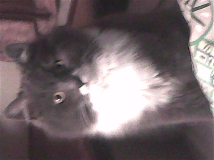 Huskat Trolderik billede 5