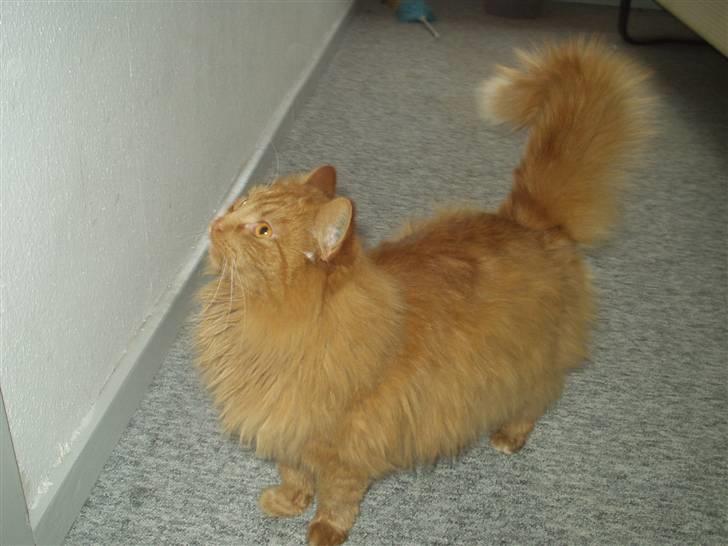 Norsk Skovkat marius - min smukke marius er i gang med et hop billede 19