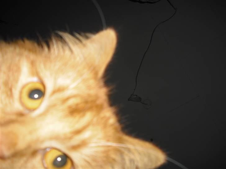 Norsk Skovkat marius - vi ses en ande god gang billede 20