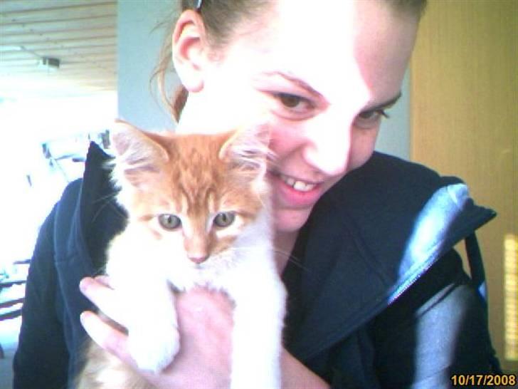 Maine Coon Lukas R.I.P ? :( - Lille Lukas den første dag hos hans nye familie. (Mig) billede 3