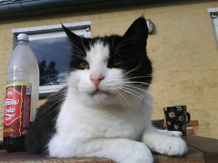 Huskat Anton billede 1