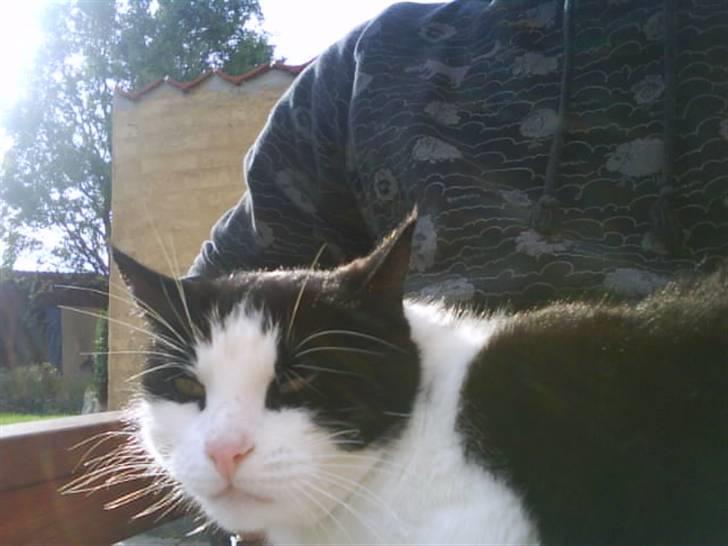 Huskat Anton billede 2