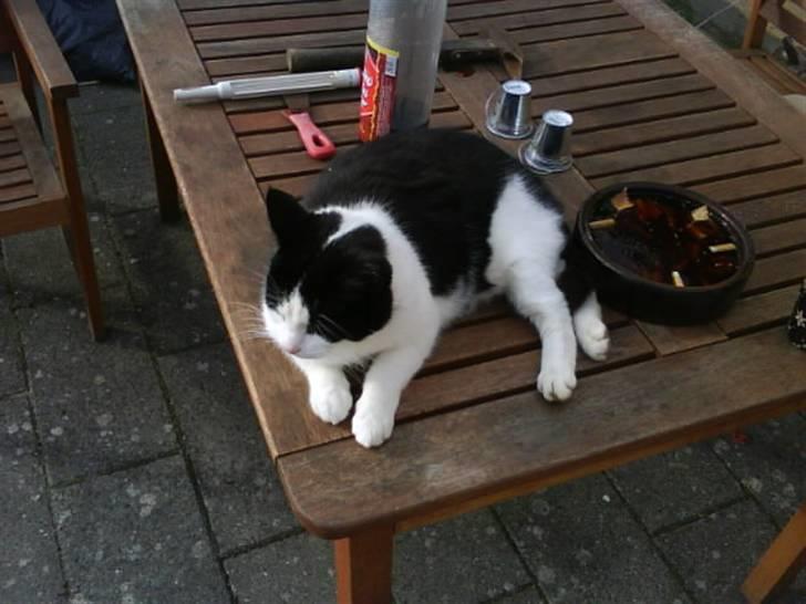 Huskat Anton billede 3