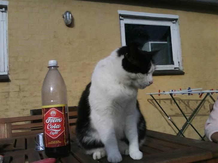 Huskat Anton billede 4