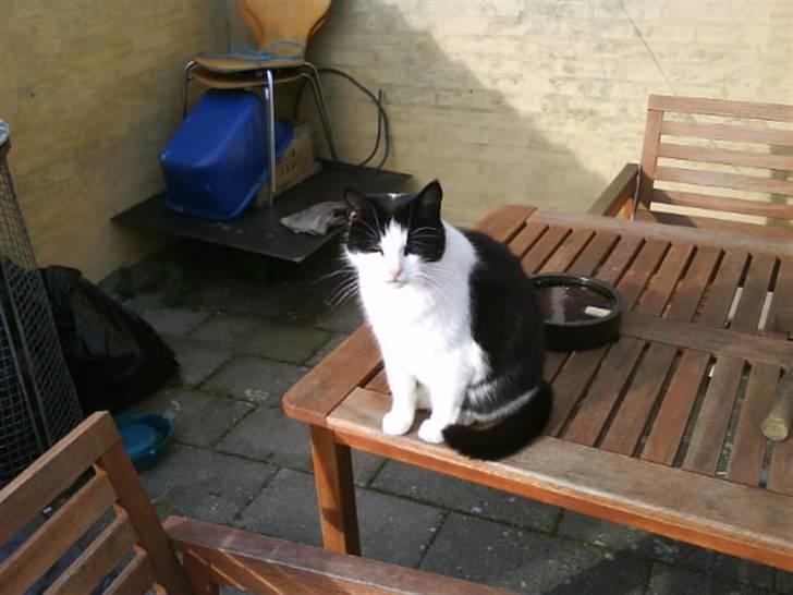 Huskat Anton billede 5