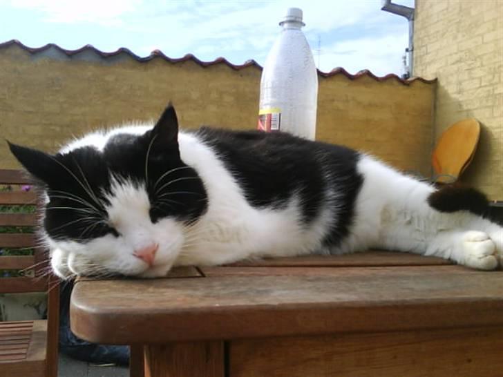 Huskat Anton billede 6