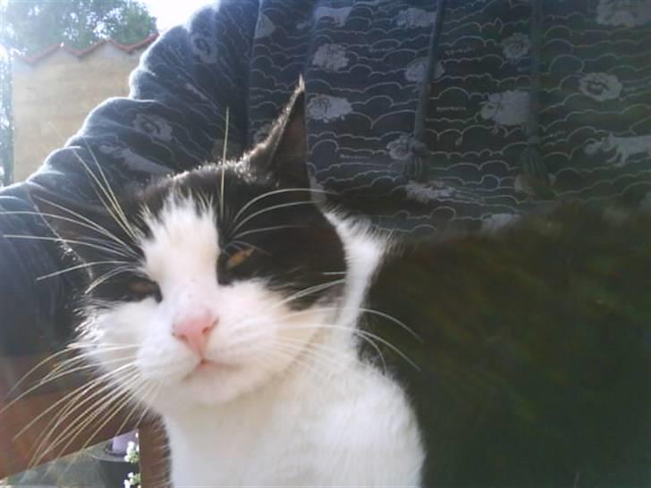 Huskat Anton billede 7