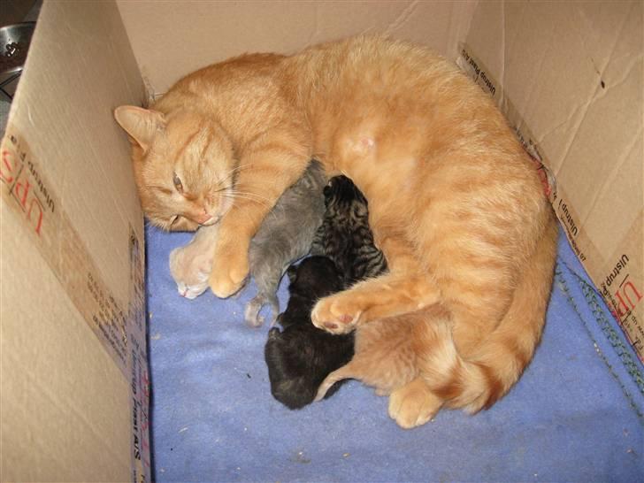 Huskat Stribe'mis billede 2