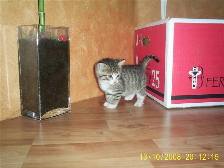 Blanding af racer Grisling *RIP* billede 1