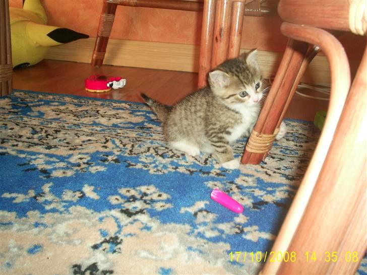 Blanding af racer Grisling *RIP* billede 2