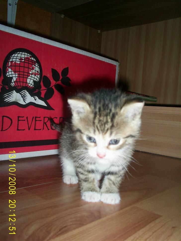 Blanding af racer Grisling *RIP* billede 3