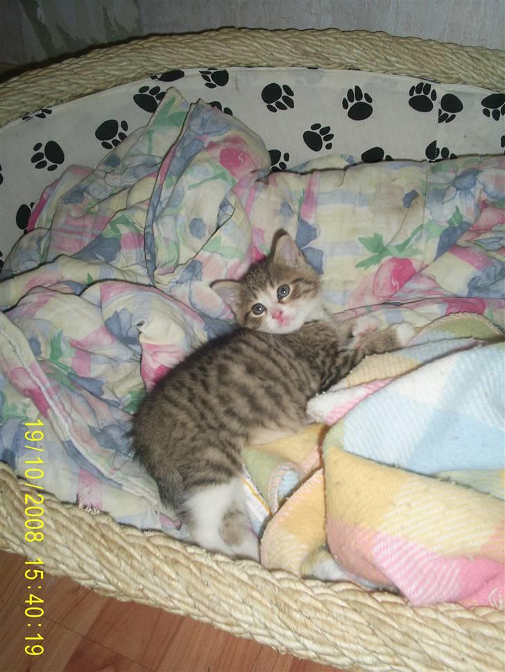 Blanding af racer Grisling *RIP* - HVAD? billede 4