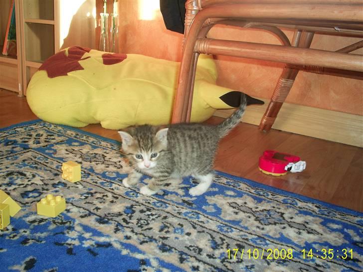 Blanding af racer Grisling *RIP* billede 5