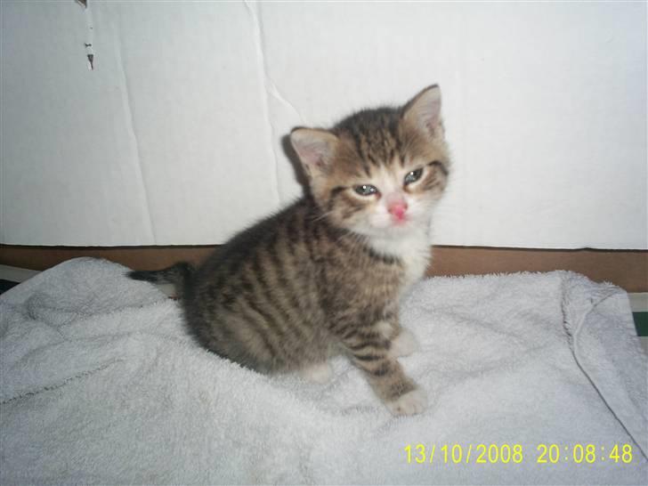 Blanding af racer Grisling *RIP* billede 6