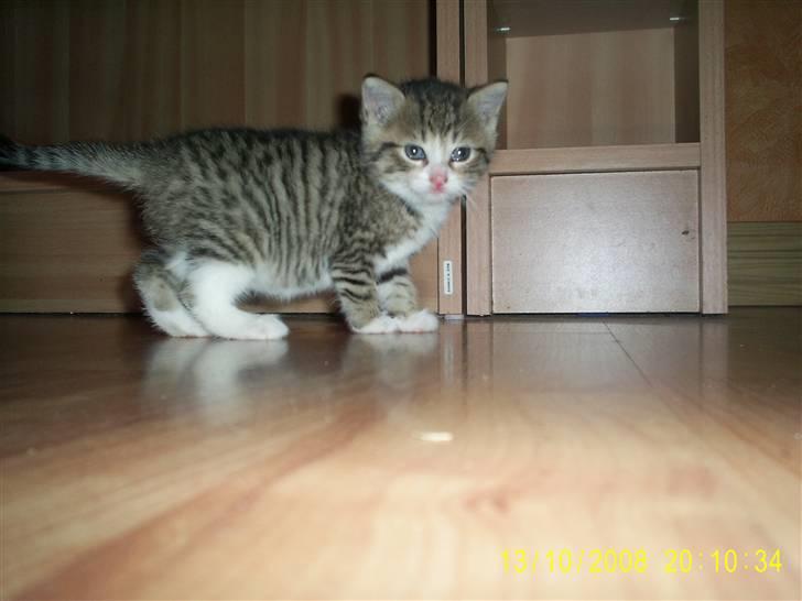 Blanding af racer Grisling *RIP* billede 7