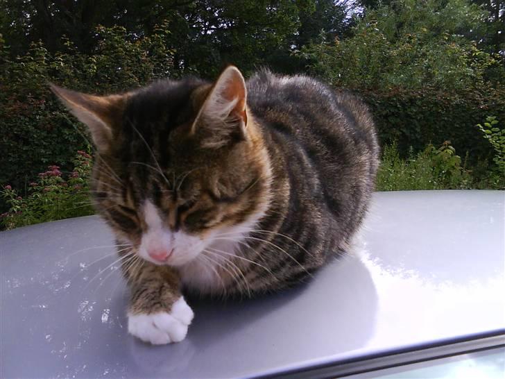 Blanding af racer Garfield - på en varm dag ligger man godt på bilen :) billede 1