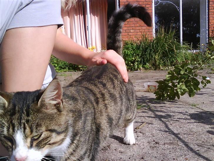 Blanding af racer Garfield - mmm ... nusning! :D billede 2