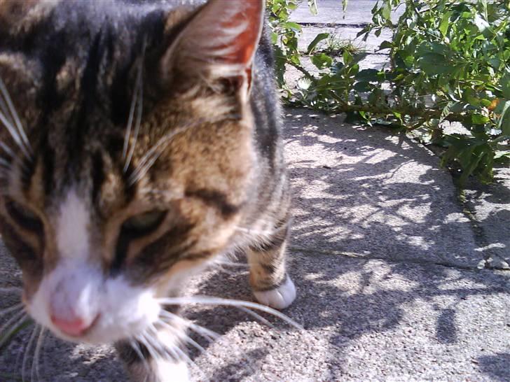 Blanding af racer Garfield billede 3