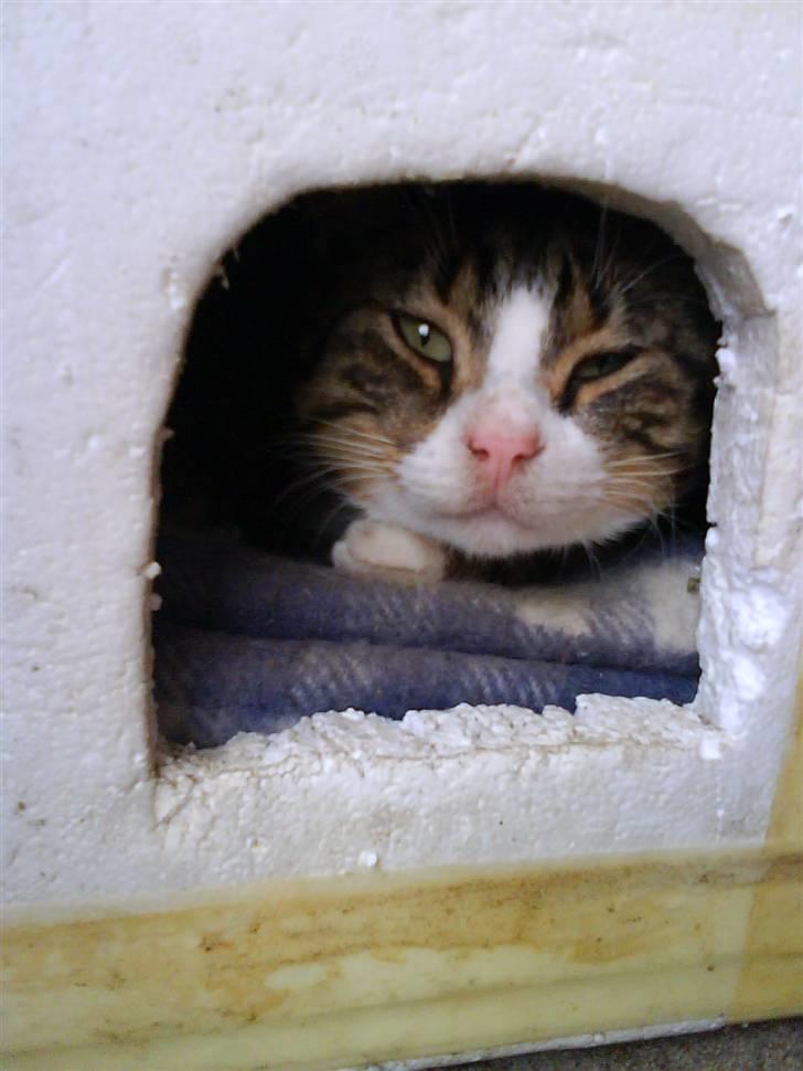 Blanding af racer Garfield - og på en kold efterårsdag gemmer jeg mig her ;D billede 4