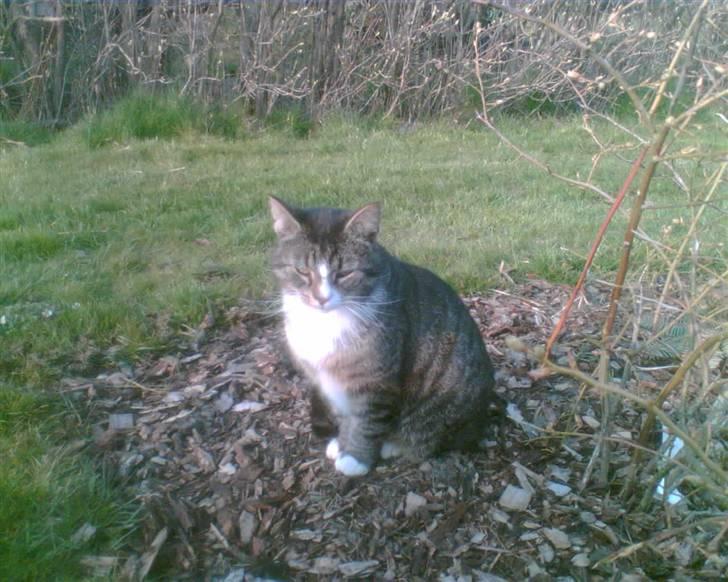 Blanding af racer Bølle billede 12