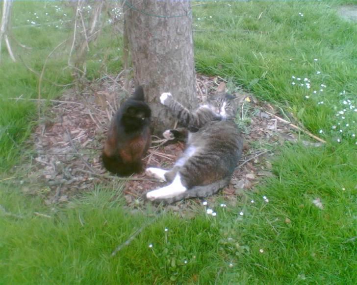 Blanding af racer Bølle billede 13