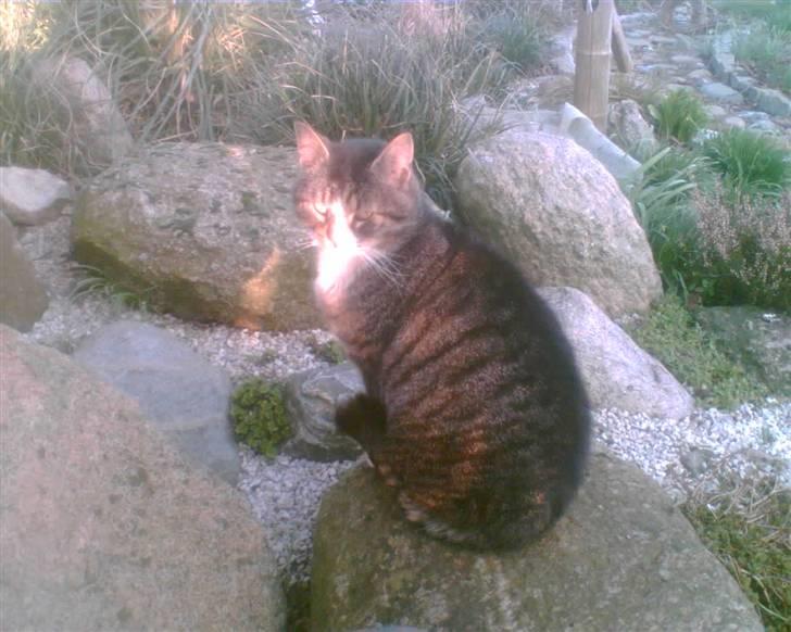 Blanding af racer Bølle billede 14