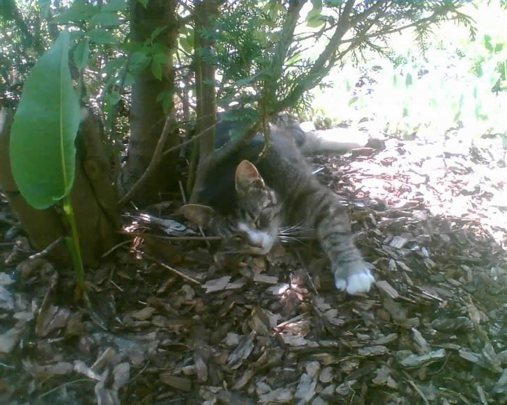 Blanding af racer Bølle billede 15