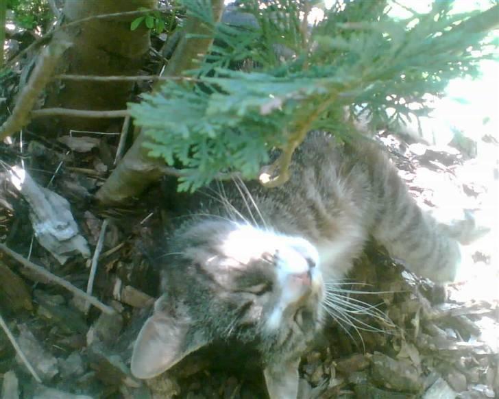 Blanding af racer Bølle billede 16