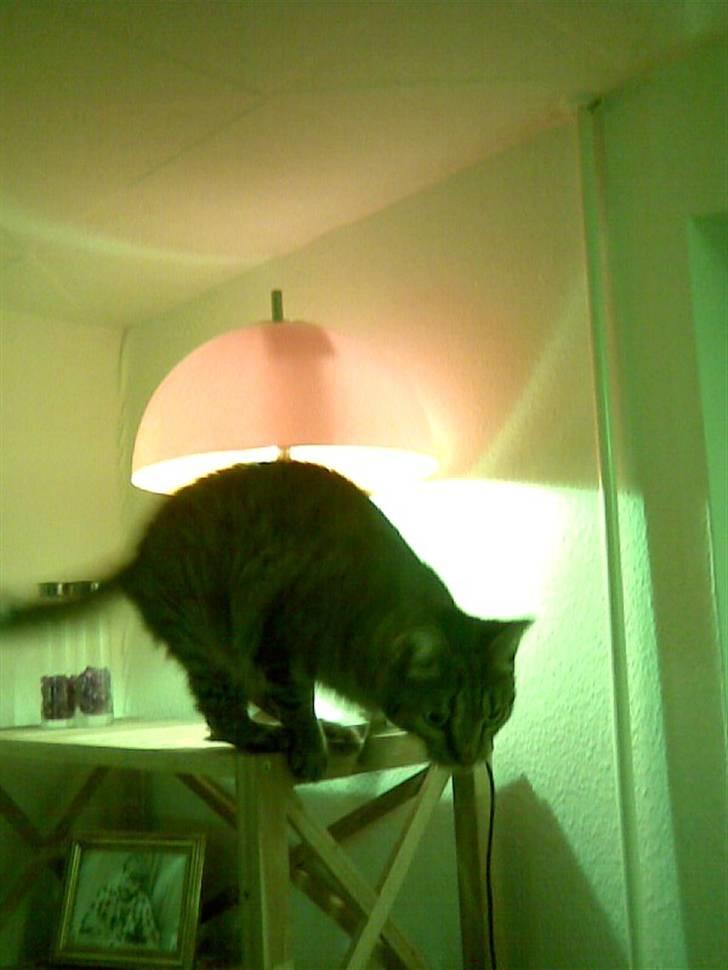 Huskat Chili - er gået bort... - oppe på reolens øverste hylde : )  billede 20