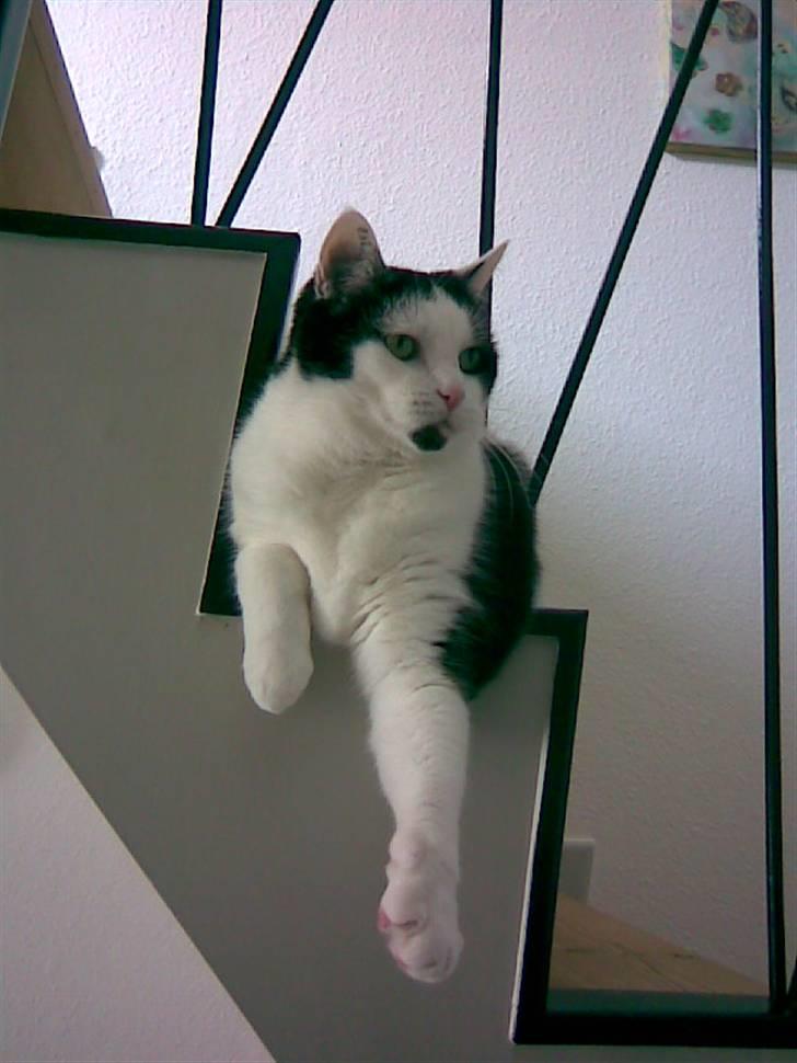 Huskat Miv  billede 20