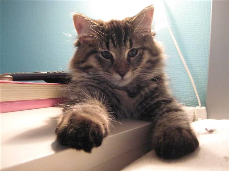 Maine Coon Cosmo - Grrrr.... stor og farlig ser jeg ud (selvom jeg kun er 13 uger) billede 1
