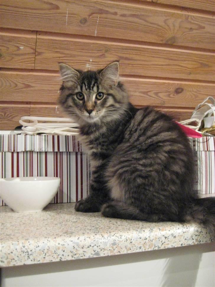 Maine Coon Cosmo - Hvem mig???? billede 2