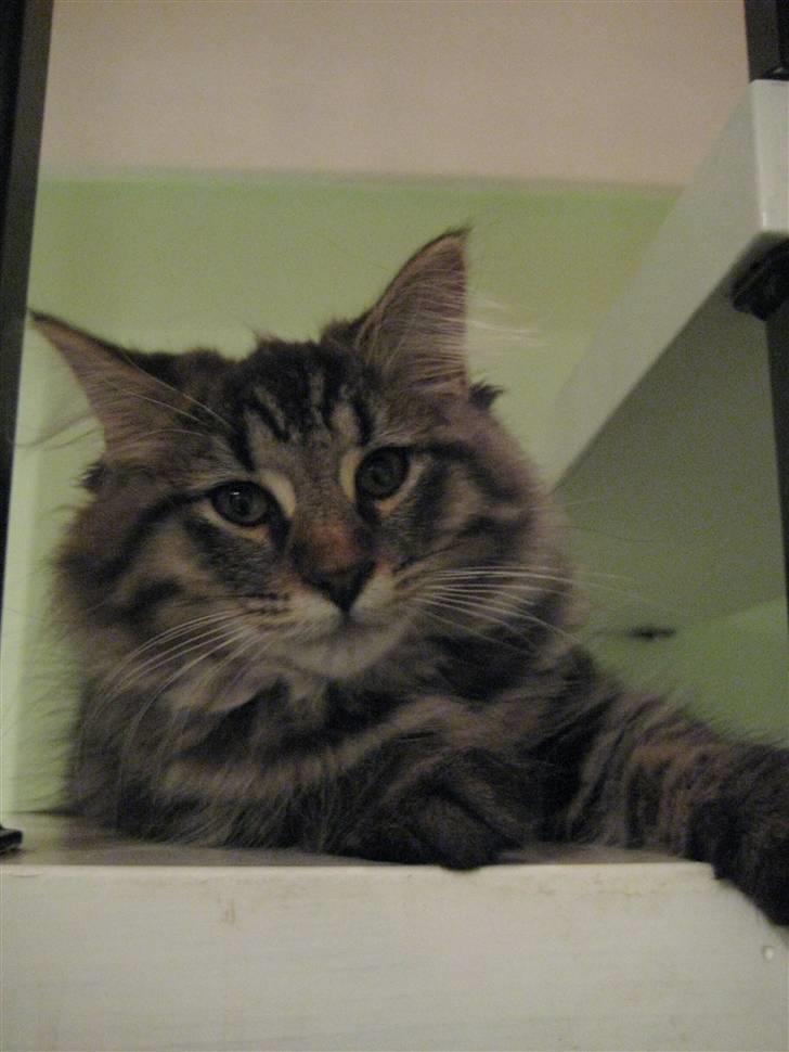 Maine Coon Cosmo billede 3