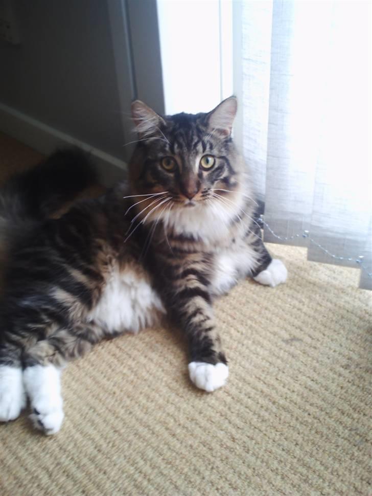 Maine Coon Nemo billede 7