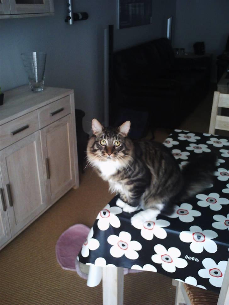 Maine Coon Nemo - Hej Hej billede 8