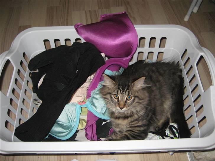 Maine Coon Cosmo - Kamuflage.... Find Holger... billede 4