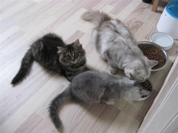 Maine Coon Cosmo - Grin du bare - jeg venter da bare til at det bliver min tur - eller også kunne du jo købe nogle større madskåle.... billede 5