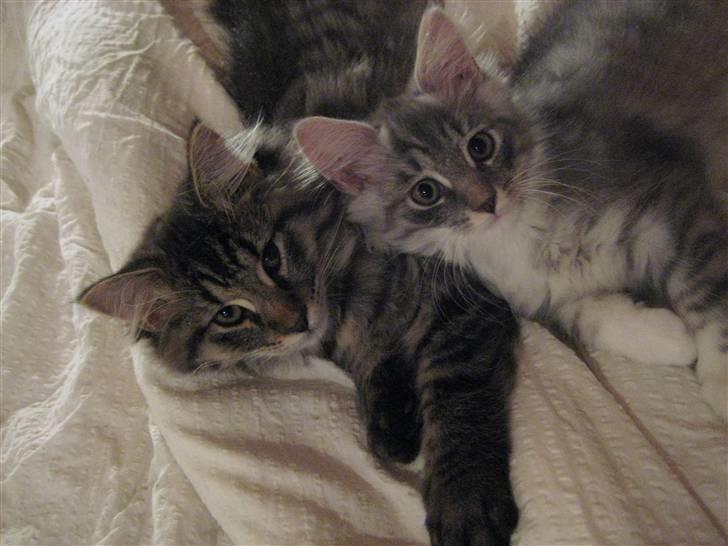 Maine Coon Cosmo - Det er senge hygge :-) billede 6