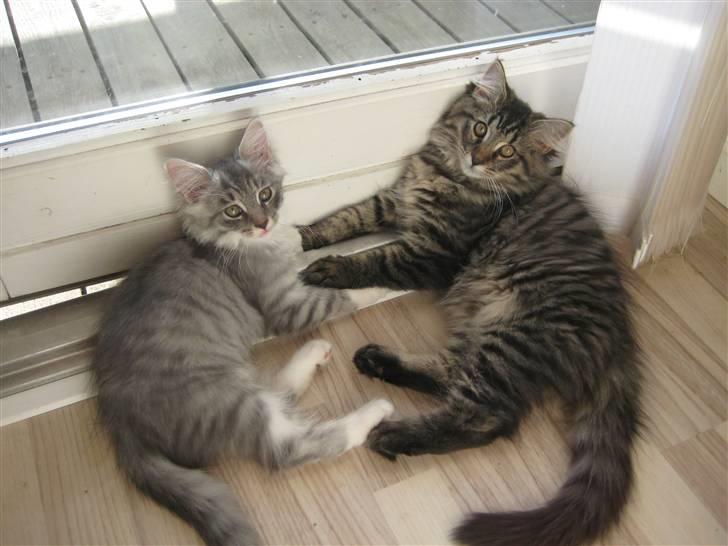 Maine Coon Cosmo - Hvem sagde "flette poter?" billede 7