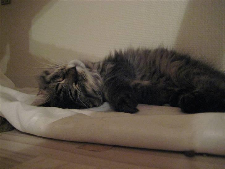 Maine Coon Cosmo - Jeg kigger stjerner...  billede 8