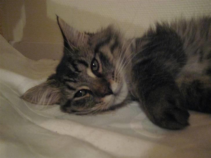 Maine Coon Cosmo - ZZZZZZZZZZZZZ....... billede 9