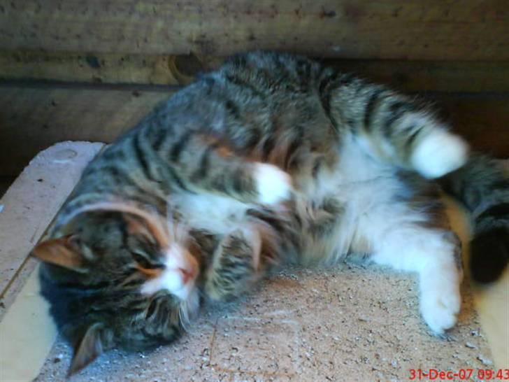 Blanding af racer Garfield - man må sørge for at polstre sig godt til vinteren ;) billede 5