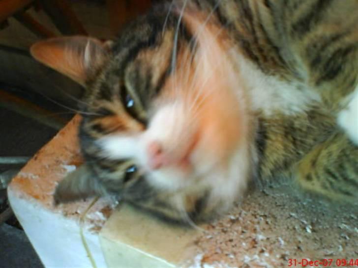 Blanding af racer Garfield - hvad så om jeg har en dobbelthage - ekstra charme!! billede 6