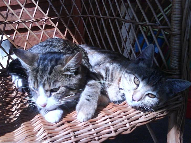 Blanding af racer Garfield billede 7