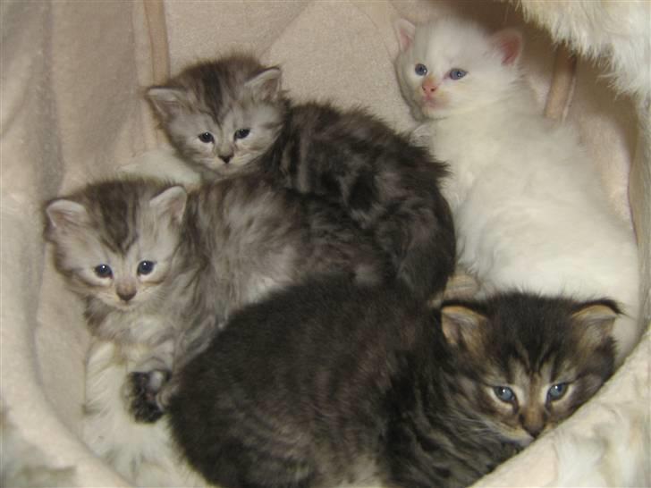 Maine Coon Cosmo billede 12
